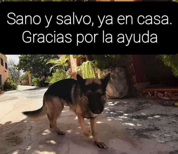 Los propietarios agradecen la colaboración ciudadana para hallarlo/TA.